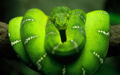 snake screenshot